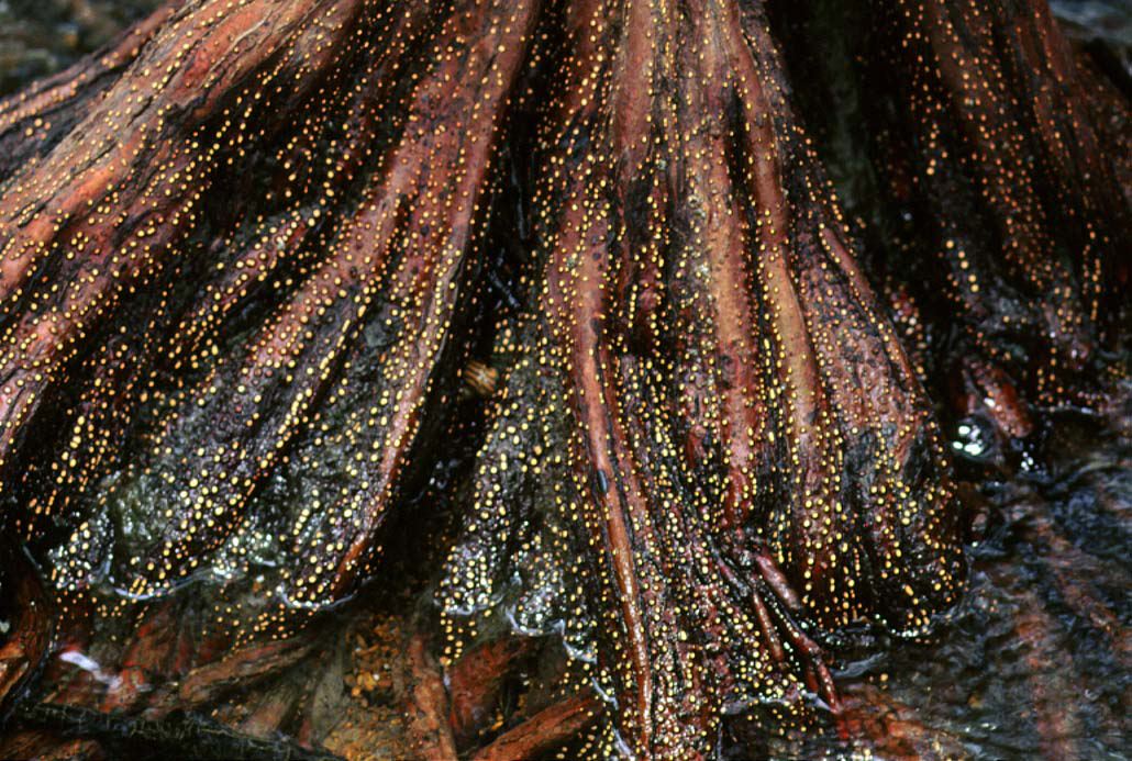 Pelliciera rhizophorae roots